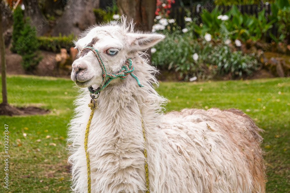 Naklejka premium Lama Ecuador