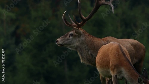 a big male deer shouting in autumn 4k 25fps video