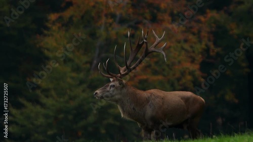 a big male deer in autumn 4k 25fps video