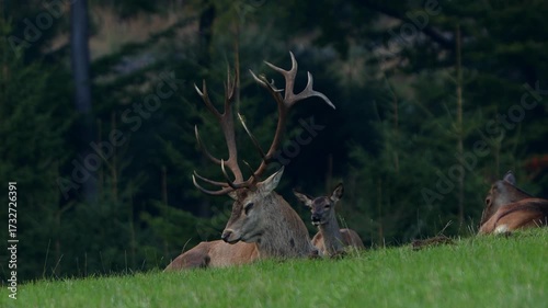 a big male deer on a meadow 4k 25fps video