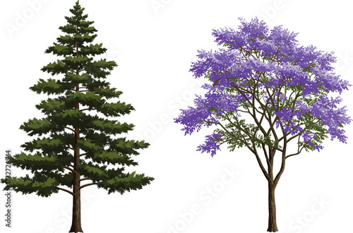 Beautiful pine tree with green foliage and jacaranda tree with purple blossoms illustration, natural forest landscape design, seasonal botanical artwork