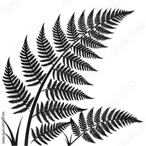 fern leaves on black