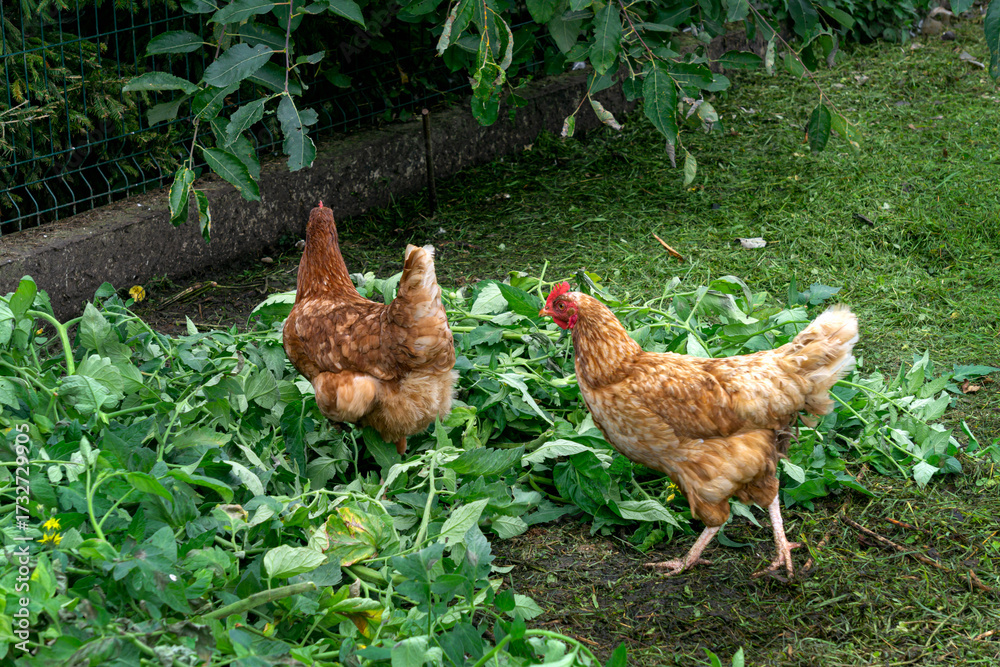 Fototapeta premium Brown free-range layers roam in an open coop.