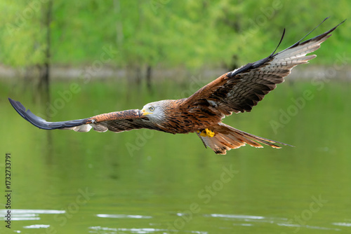 Red Kite (Milvus milvus) looking around for food and  flying in Gelderland in the Netherlands