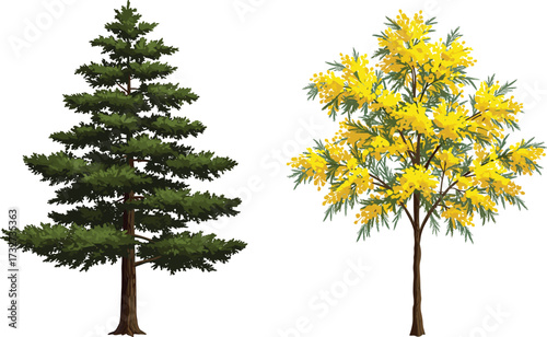 Evergreen pine tree with dense green branches and mimosa tree with bright yellow flowers illustration, natural forest landscape, botanical artwork design