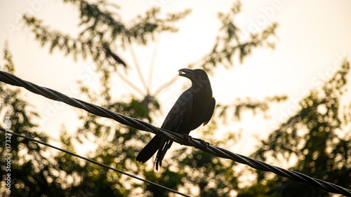 A crow sitting outdoors in natural light. Represents common Indian wildlife, urban birds, and nature photography.