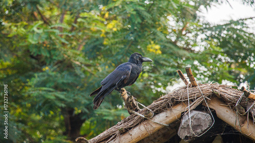 A crow sitting outdoors in natural light. Represents common Indian wildlife, urban birds, and nature photography.
