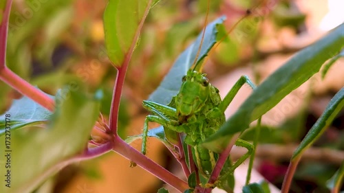 Singing green grasshopper on a branch of flowers.