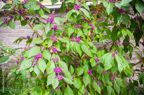 Purple berries on green leafy shrub American beautyberry (Callicarpa americana) in front of brick wall in a garden.