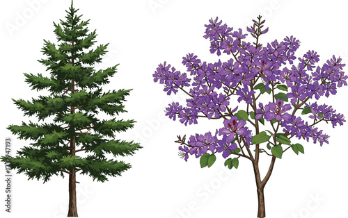Illustration of tall evergreen pine tree and blooming purple flowering tree, natural forest foliage, seasonal botanical design, vibrant garden nature artwork