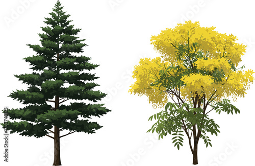 Pine tree with green foliage and yellow flowering tree illustration, natural garden landscape, seasonal botanical artwork, decorative forest plant design