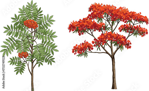 Rowan tree with red berries and flamboyant tree with orange blossoms, vibrant botanical illustration, natural seasonal landscape, decorative plant design