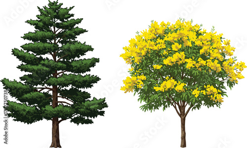 Tall evergreen pine tree and bright yellow flowering tree illustration, natural forest landscape, botanical seasonal design, vibrant garden tropical nature artwork