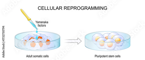 Cellular reprogramming. Yamanaka Factors. Regenerative medicine