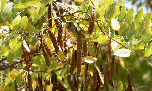 Seedpods or bean capsules of the Black Locust (Robinia pseudoacacia) in autumn