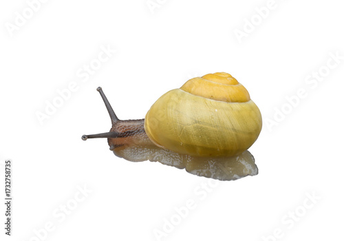 A yellow grove snail isolated on the transparent background