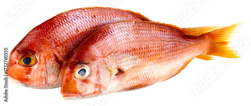 Fischarten