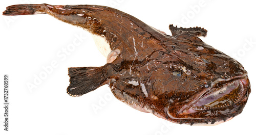 Fischarten
