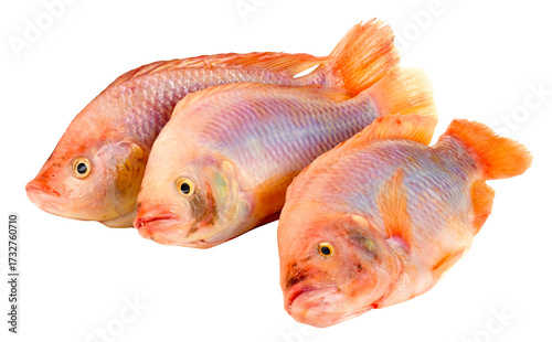 Fischarten