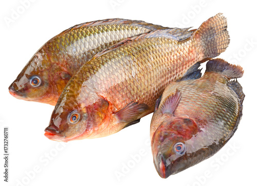 Fischarten