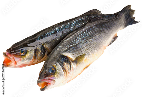 Fischarten