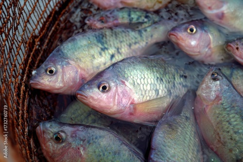 A collection of tilapia fish is gathered in a net, showing vibrant colors and texture. The scene captures the calm environment of a riverbank at dawn