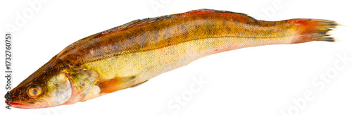 Fischarten