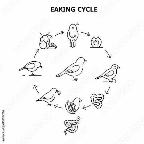 Diagram illustrating the life cycle of a bird, from egg to adult and its biological processes.