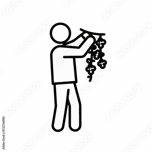 Person gathering grapes from a vine, symbolizing harvest and natural bounty.