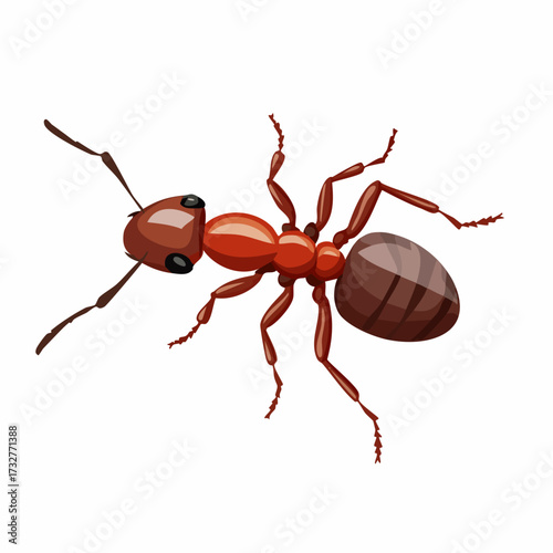Vector of  ant isolated on white background