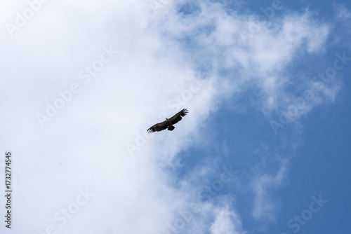 A flying eagle in the sky