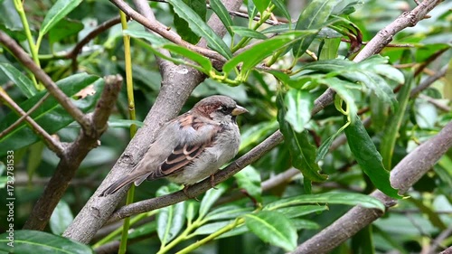 4K HD video of a house sparrow perched on a green leafy bush. The house sparrow (Passer domesticus) is a bird of the sparrow family Passeridae, found in most parts of the world
