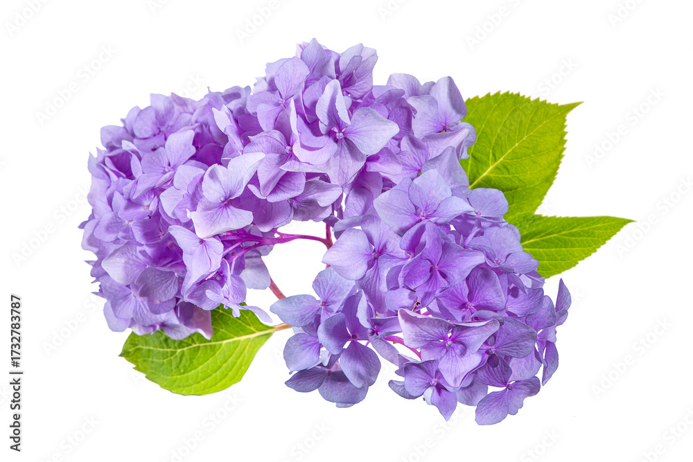 Fototapeta premium Purple hydrangea flower head isolated on a transparent background.