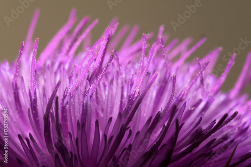 Close up of purple thistle flower macro Silybum marianum