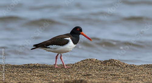 American oystercatcher bird standing on sandy beach with calm ocean