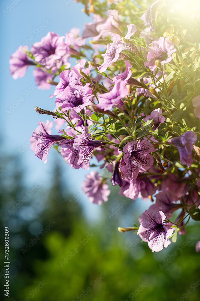 Fototapeta premium Petunia flowers.Hanging planters with flowers for home decoration.
