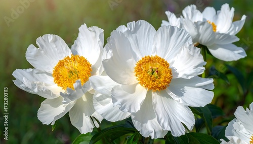 Fototapeta Naklejka Na Ścianę i Meble -  Close-up of three white peonies in sunlight