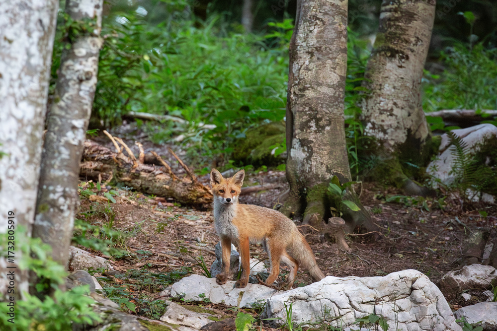 Obraz premium volpe solitaria nella foresta selvatica