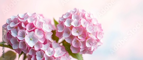Soft focus hydrangeas on pastel ombre background, ample copy space,  invitation,  ombre