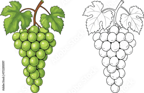 Grapes illustration, green grape bunch, fruit vector art, vineyard grapes, grapevine leaves, realistic grapes drawing, coloring page fruit, healthy food design