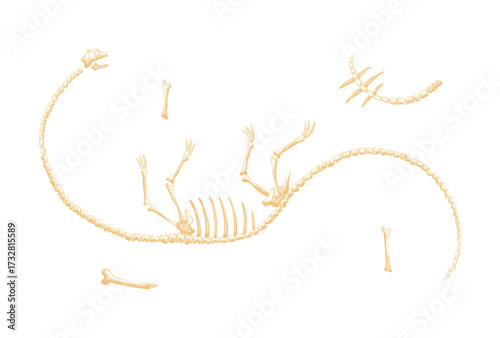 Dinosaur skeleton vector illustration. Dino skeletons, dinosaurs, fossils side view isolated. Antique animals skull and bones. Ancient creature monsters museum