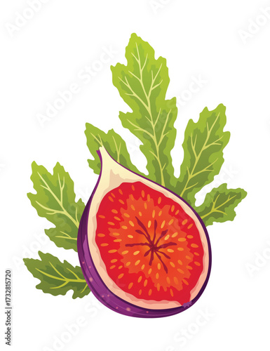 Fig Fruit Cut with Thin Skin and Many Small Seeds Inside Vector