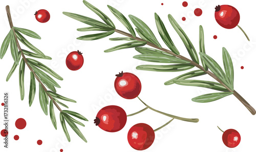 set isolated christmas decorative elements rosemary branches red berries holly cranberrie wild rose hip design greeting card banner menu graphic design