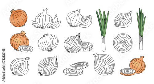 A Collection of Fresh Organic Onions and Green Scallions.