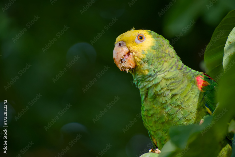 custom made wallpaper toronto digitalClose-up portrait of yellow-headed amazon parrot with walnut crumbs on beak