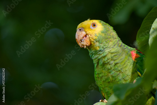 Wallpaper Mural Close-up portrait of yellow-headed amazon parrot with walnut crumbs on beak Torontodigital.ca