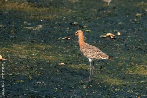 Black-tailed Godwit or Limosa limosa foraging on mudflat at Thane Maharashtra