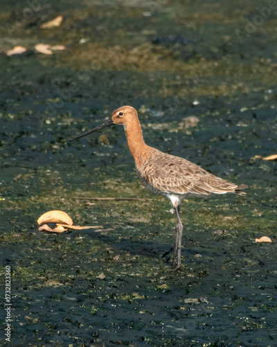 Black-tailed Godwit or Limosa limosa foraging on mudflat at Thane Maharashtra