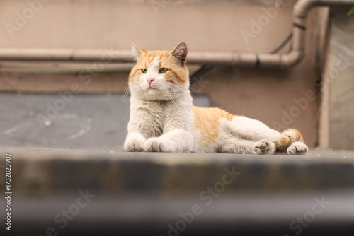 Photography A ginger and white street cat lying relaxed on the ground in an urban environment