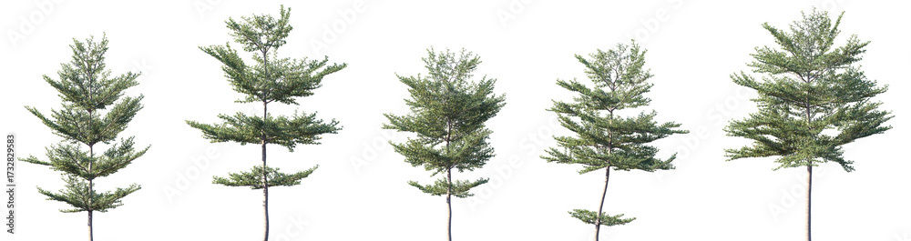 Obraz premium Set of Terminalia mantaly (also known as the Madagascar almond or satellite tree) frontal street trees isolated png on a transparent background perfectly cutout